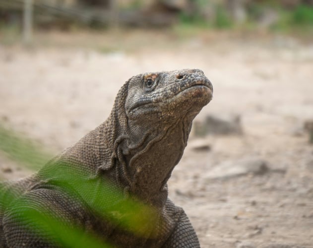 Essential Komodo Yacht Charter Adventure